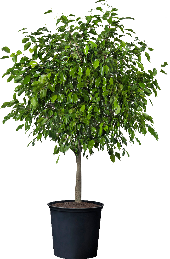 Plante