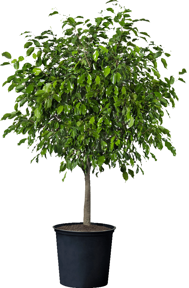 Plante